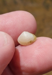 Polymesoda floridana