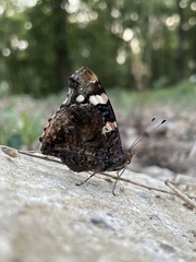 Vanessa atalanta