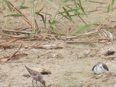 Calidris ferruginea