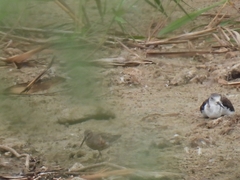 Calidris ferruginea