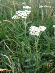 Achillea millefolium