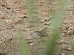 Calidris ferruginea