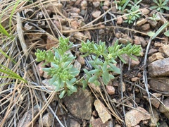 Sedum cockerellii