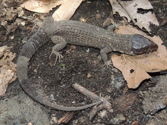 Lepidophyma smithii