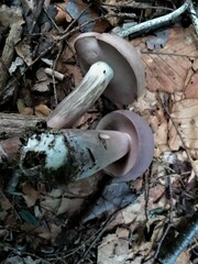 Tylopilus violatinctus