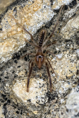Galeodes araneoides