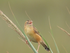 Cisticola juncidis