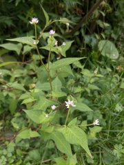 Persicaria thunbergii