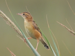 Cisticola juncidis