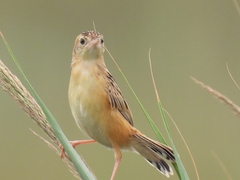 Cisticola juncidis