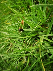 Prosapia ignifera