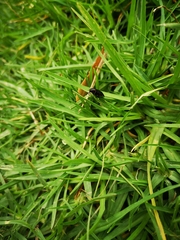 Prosapia ignifera