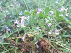 Medicago sativa