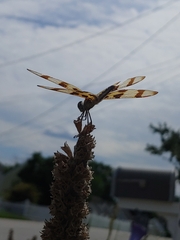 Celithemis eponina