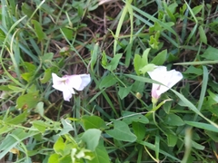 Convolvulus arvensis