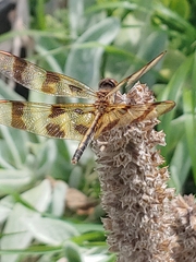 Celithemis eponina