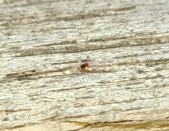 Coniopterygidae