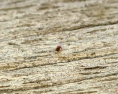 Coniopterygidae