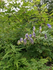 Aconitum fischeri