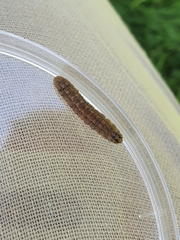 Pterygota