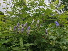 Aconitum fischeri