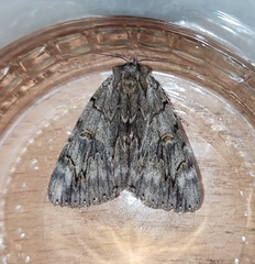 Catocala electa