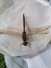 Somatochlora flavomaculata