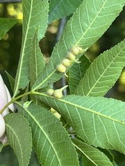Caryomyia ansericollum
