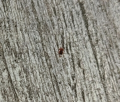 Coniopterygidae