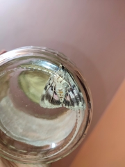 Catocala electa