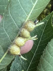 Caryomyia ansericollum