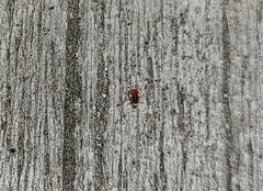 Coniopterygidae