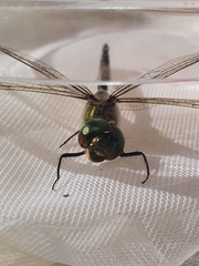 Somatochlora flavomaculata