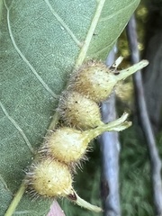 Caryomyia ansericollum