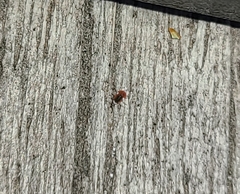Coniopterygidae