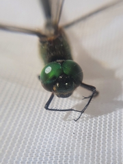 Somatochlora flavomaculata