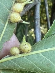 Caryomyia ansericollum