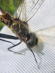 Somatochlora flavomaculata