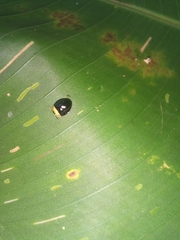 Imatidium thoracicum