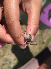 Melanoplus packardii