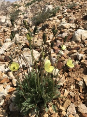 Papaver radicatum kluanense