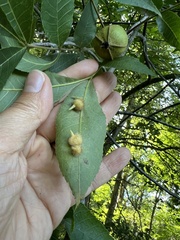 Caryomyia ansericollum