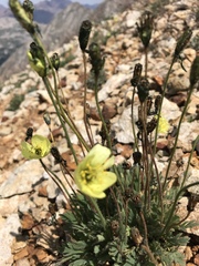 Papaver radicatum kluanense