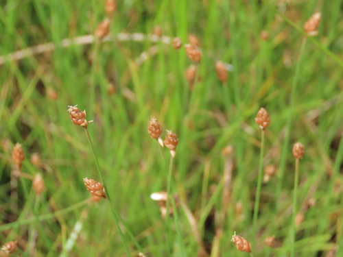 Image of Fimbristylis schoenoides by (c) geosesarma, some rights reserved (CC BY)