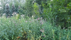 Impatiens glandulifera