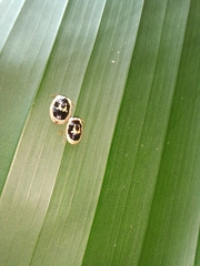 Aslamidium semicirculare