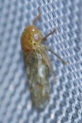 Polana