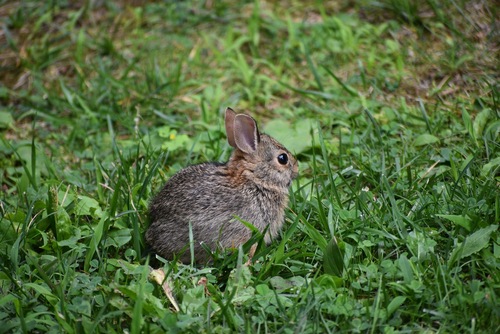 Eastern Cottontail photographed in Massachusetts