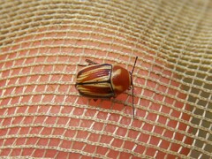 Cryptocephalus obsoletus