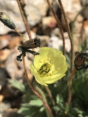 Papaver radicatum kluanense